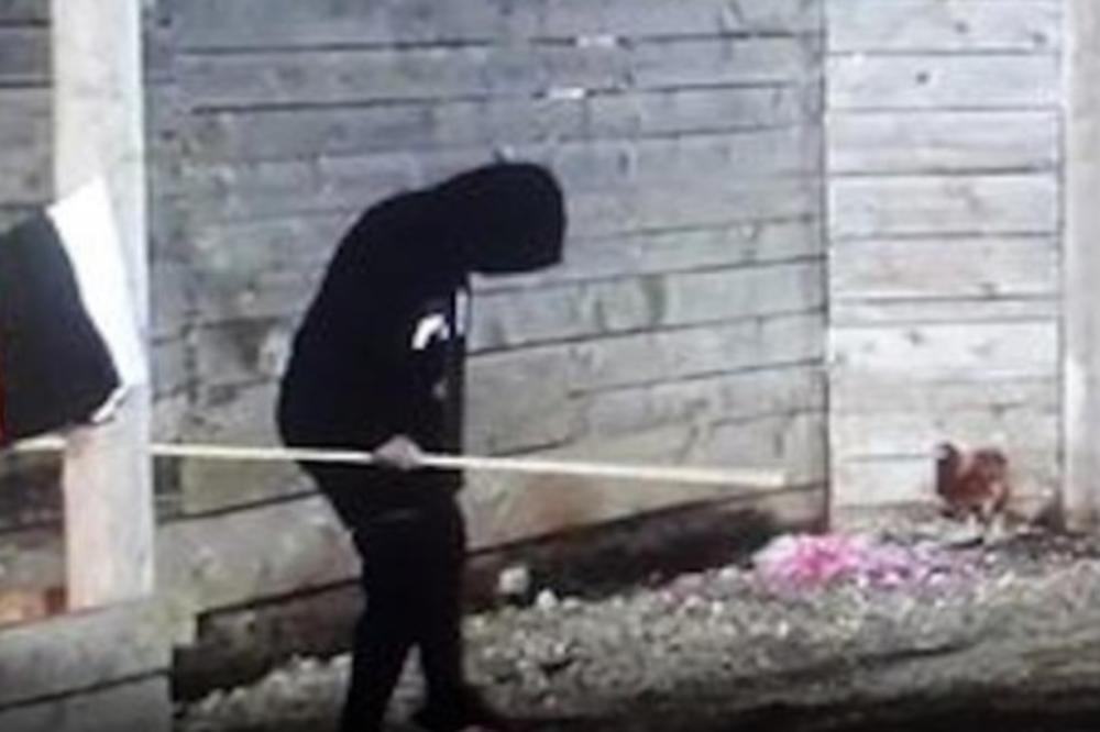 CRTA MAPU! ZADRUGAR OZBILJNO PLANIRA BEKSTVO: Tamo je auto-put, ovde su KAMERE, Tomović mu rekao da nema KAZNE?!