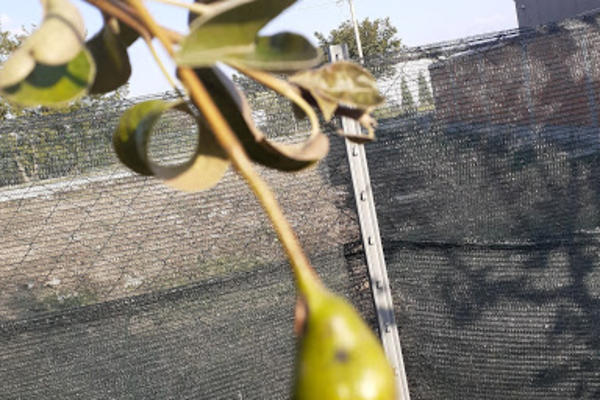 NEVEROVATAN PRIZOR U DVORIŠTU NOVOSAĐANINA: Šta ovo može da znači?