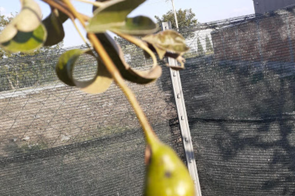 NEVEROVATAN PRIZOR U DVORIŠTU NOVOSAĐANINA: Šta ovo može da znači?