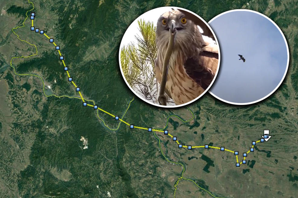 GRAĐANI ZABRINUTI: Drobilica u Krnjači će uznemiriti čak 120 vrsta ptica, između ostalog i ORLA BELOREPANA!