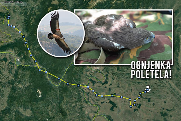 OGNJENKA JE POLETELA! Nakon dobijanja dozvole, ORAO ZMIJAR je krenuo na SEOBU: Pružiće nam BITNE INFORMACIJE!