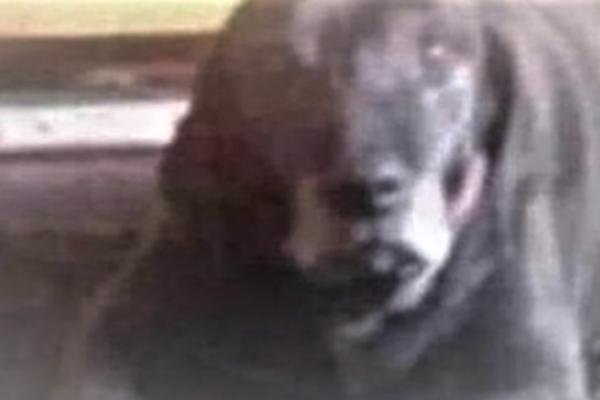 SVET NE MOŽE DA SE DOGOVORI ŠTA JE NA OVOJ SLICI: Slatki pas ili jezivi klovn?