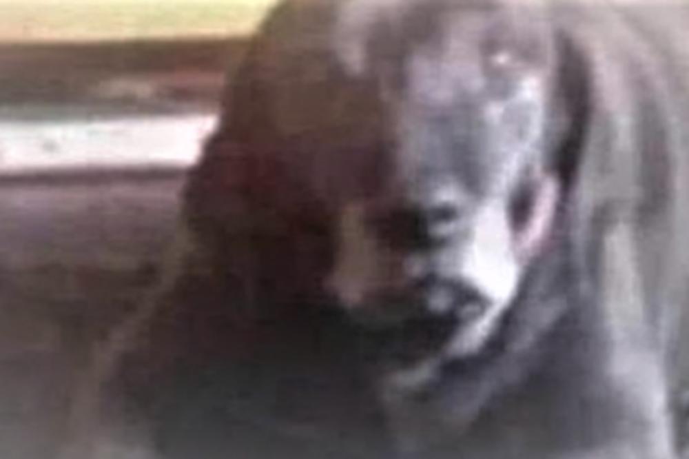 SVET NE MOŽE DA SE DOGOVORI ŠTA JE NA OVOJ SLICI: Slatki pas ili jezivi klovn?