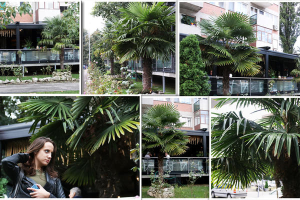 MISLILI STE DA SU PALME NA KALEMEGDANU JEDINE U BEOGRADU? Kakva greška, ove već DECENIJU krase NBG! (FOTO)