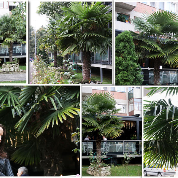 MISLILI STE DA SU PALME NA KALEMEGDANU JEDINE U BEOGRADU? Kakva greška, ove već DECENIJU krase NBG! (FOTO)