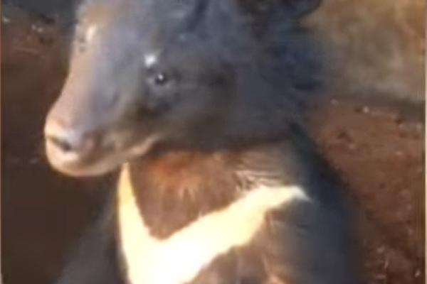 NAKON DVE GODINE SHVATILI ŠTA DRŽE U KUĆI! Ličio je na kućnog ljubimca, ali ova životinja se ne drži u zatvorenom