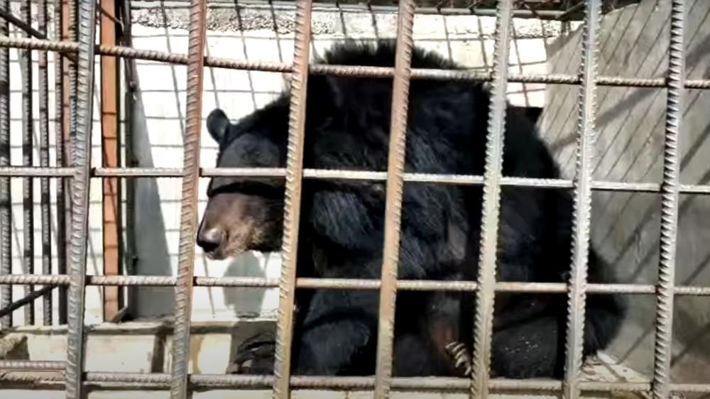 Medved koga su gajili 