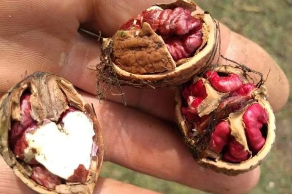 ANDROVIĆI IZ TOPOLE SKUPLJALI ORAHE PA SE ZAPREPASTILI: Ovo NIKADA ranije nisu videli (FOTO)