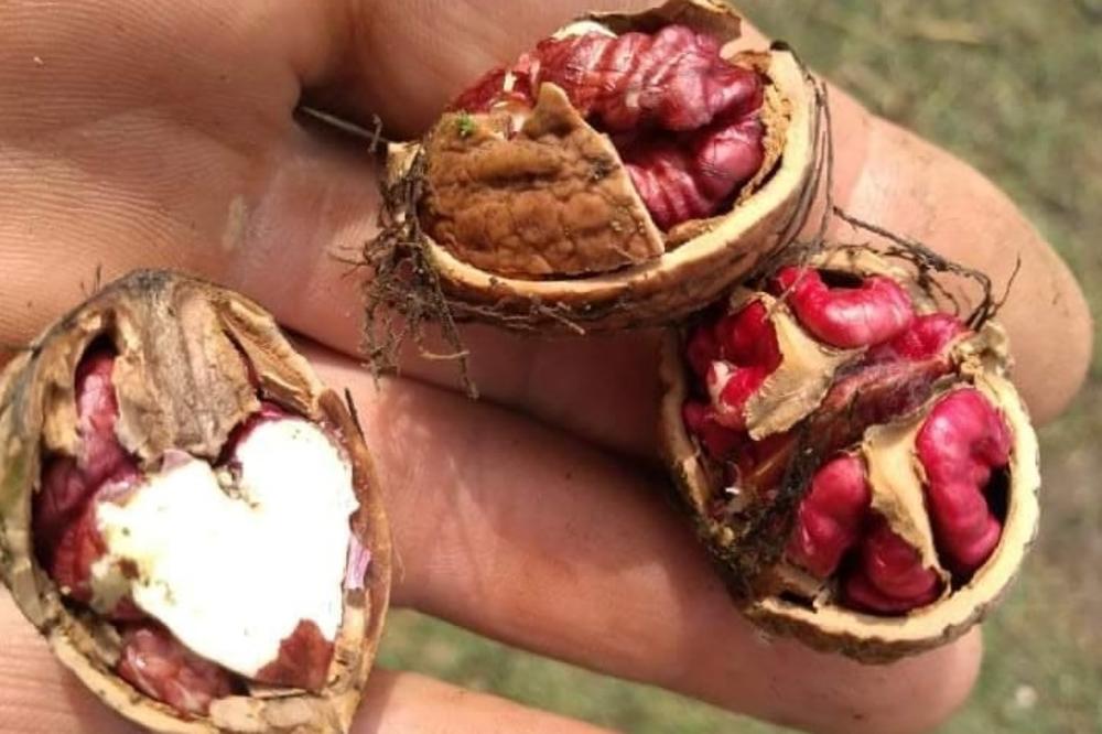 ANDROVIĆI IZ TOPOLE SKUPLJALI ORAHE PA SE ZAPREPASTILI: Ovo NIKADA ranije nisu videli (FOTO)