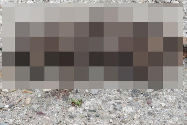 MACI BRUTALNO ODSEKLI ŠAPE PA JE BACILI NA ULICU: Novi slučaj ZLOSTAVLJANJA ŽIVOTINJA uznemirio Nišlije (FOTO)