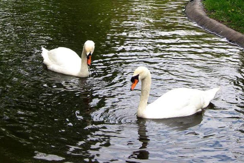 PREDUZETE PREVENTIVNE MERE NA DUNAVU! Ptičji grip ne predstavlja opasnost po ljude i živinu