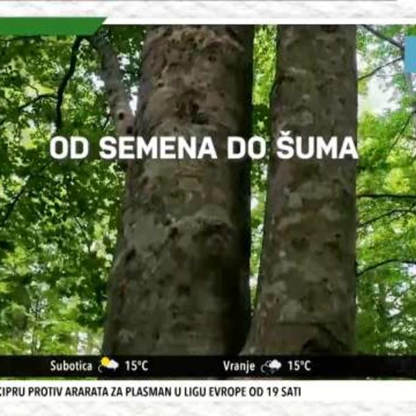 ZASADI DRVO U OKTOBRU NA 24 LOKACIJE: Donosimo vam neverovatnu priču o SEMENU! (KURIR TELEVIZIJA)