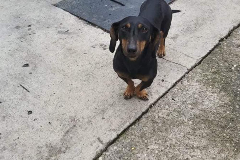 PRONAĐENA KUCA U RESNIKU: Sada je na sigurnom, mole se vlasnici da dođu po nju