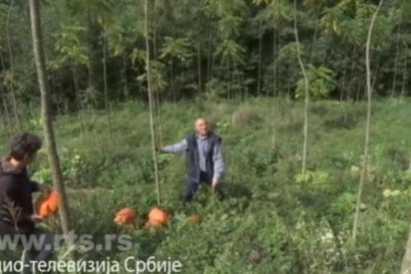 DIDE IZ ROGAČICE REŠIO DA OBEZBEDI UNUKE: Penziju zaradio u Austriji, a EVO ŠTA JE POSADIO U SRBIJI (FOTO)