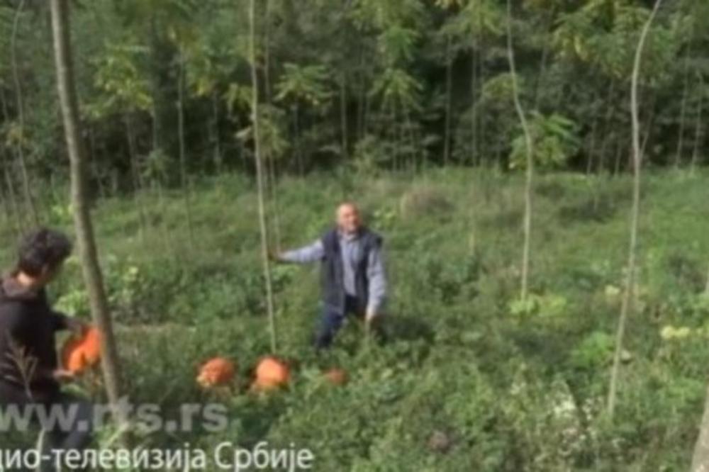 DIDE IZ ROGAČICE REŠIO DA OBEZBEDI UNUKE: Penziju zaradio u Austriji, a EVO ŠTA JE POSADIO U SRBIJI (FOTO)