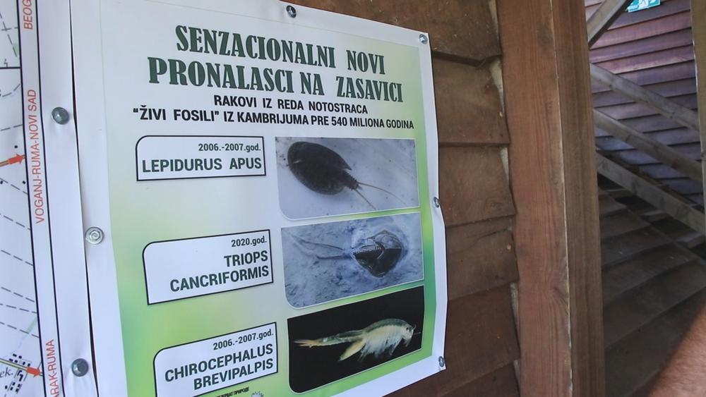 Novi pronalasci u Zasavici 