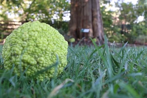 SVI OVO ŠUTIRAMO U PARKU! Lii na POMORANDŽU, a leči i NAJTEŽE BOLESTI! (FOTO)
