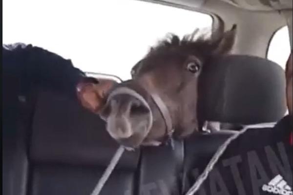 POGLEDAJTE OVU IZBEZUMLJENU ŽIVOTINJU: Likovi joj ovo rade iz ČISTE OBESTI, ovo je u Srbiji! NIKO NE  REAGUJE