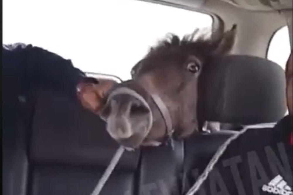 POGLEDAJTE OVU IZBEZUMLJENU ŽIVOTINJU: Likovi joj ovo rade iz ČISTE OBESTI, ovo je u Srbiji! NIKO NE  REAGUJE