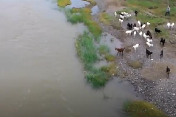 EKOLOŠKA KATASTROFA U RUSIJI: U vodu se izlio OTROVNI gas, MRTVE životinje plutaju na površini!