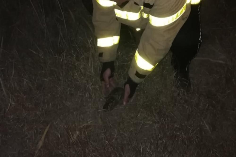 U POŽARU KOD BEČEJA IZGORELO JE NA HILJADE ŽIVOTINJA: Kornjače ugljenisane zato što nisu mogle da pobegnu (VIDEO)