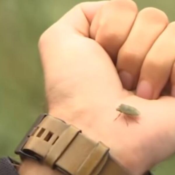 Hit rešenje za invaziju smrdibuba: Protiv ovog prirodnog spreja nemaju nikakve šanse