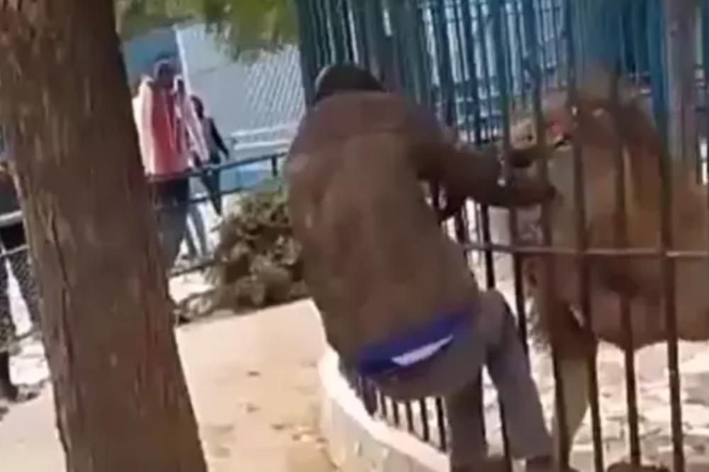 UMALO IZGUBIO ŽIVOT, GLEDAJTE NA SVOJU RUKU! Radnik zoo vrta hteo da impresionira ljude, a onda je usledio HOROR!