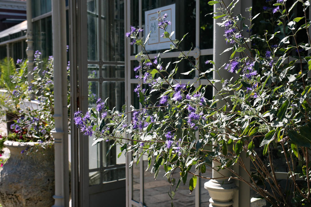 VIC OD KOJEG ĆETE SE VALJATI PO PODU: Pričaju komšije Sosa i Lala preko ograde...