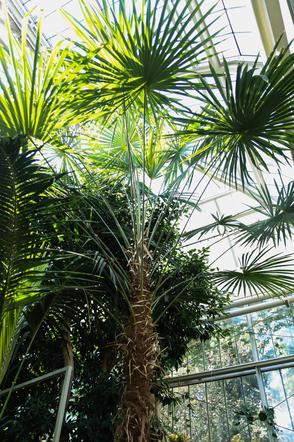 Palme u Botaničkoj bašti