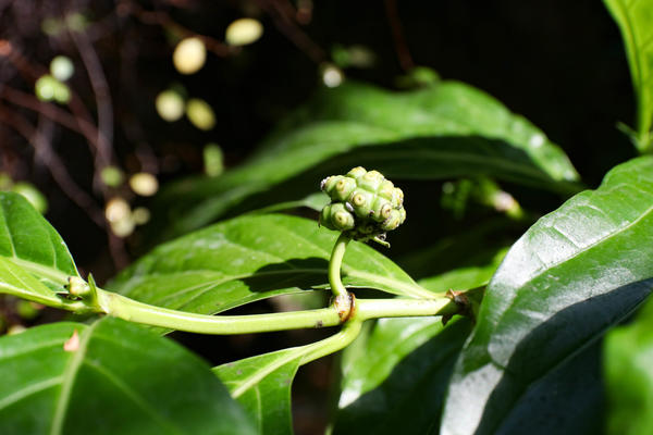 OVAJ magični cvet cveta samo 1 NOĆ U GODINI: Čini prava čuda, da NE POVERUJETE