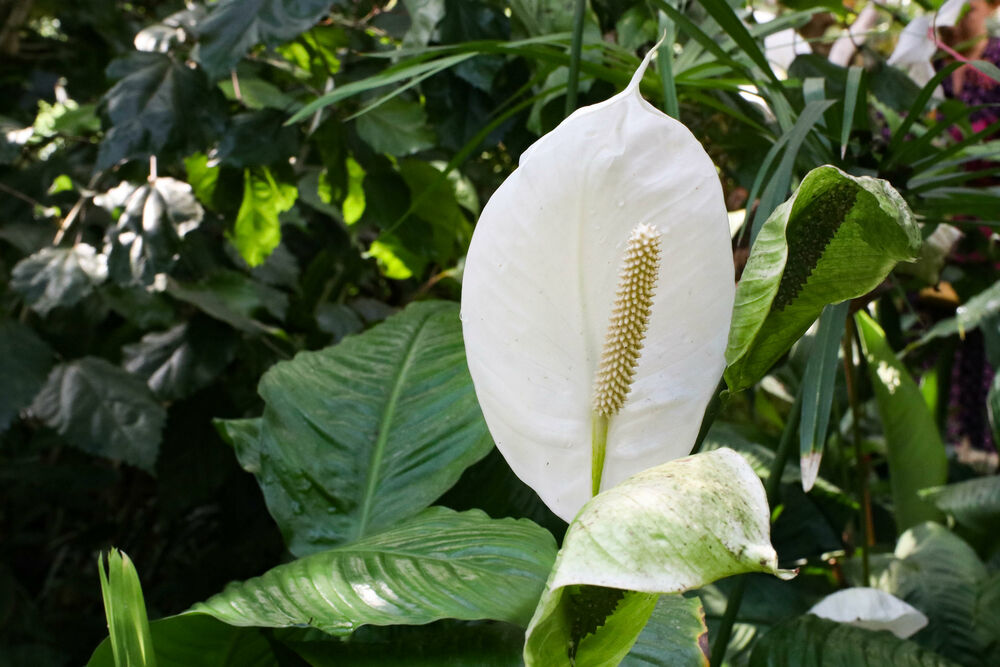 Botanička bašta, Bašta, Cvet, palma