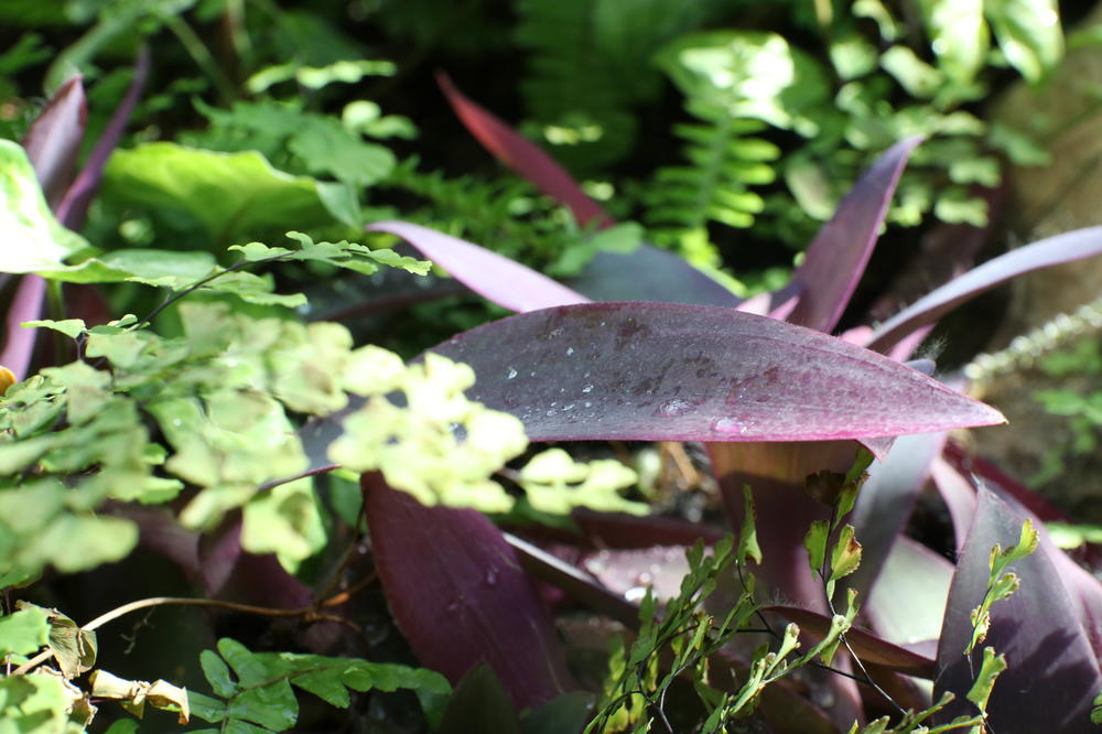 NAUČNICI PRONAŠLI NAJRUŽNIJI CVET NA SVETU: Biće vam MUKA kada ga VIDITE! (VIDEO)