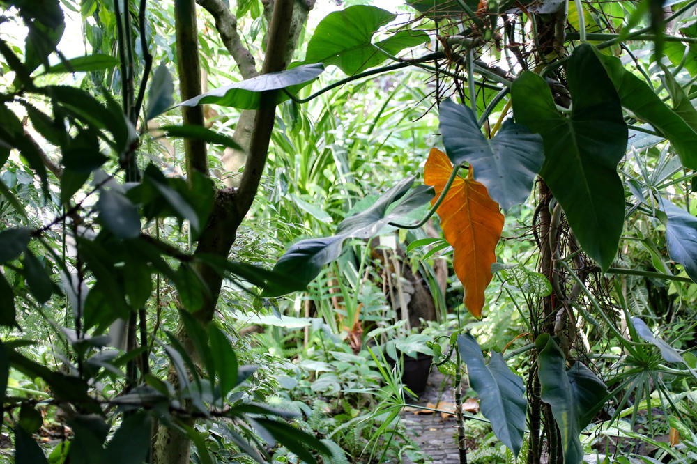OVE 3 BILJKE POSADITE U NAREDNIM DANIMA: Krasiće vaše dvorište do kasne jeseni!