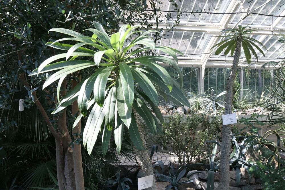 Botanička bašta, Bašta, Cvet, palma