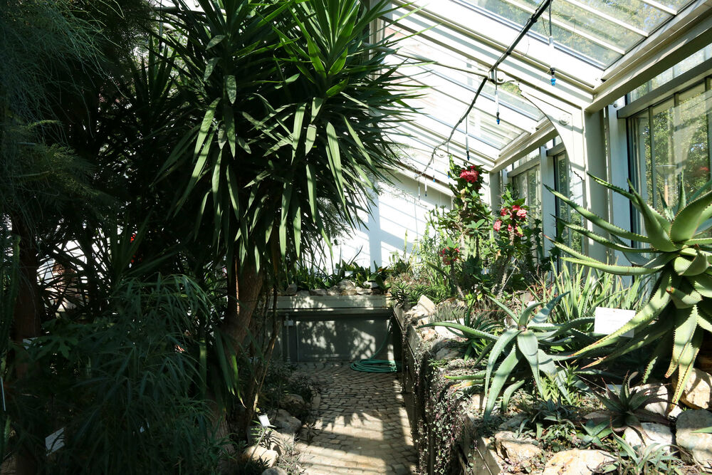 Botanička bašta, Bašta, Cvet, palma