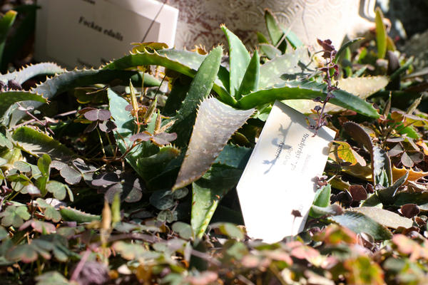 OKOPAVAO JE BAŠTU A ONDA MU SE PRED OČIMA UKAZAO PRAVI HOROR! Da li i vi vidite šta je na slici?! (FOTO)