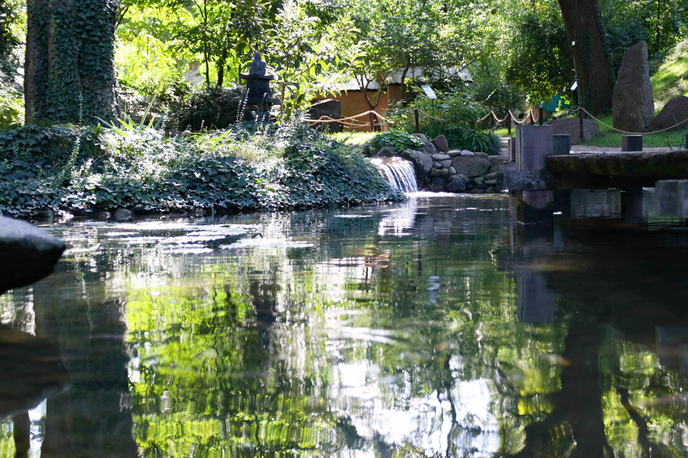 DA BI VAŠA BAŠTA BILA IDEALNA, FALI VAM SAMO KADIFICA: Uz OVU caku imaćete dvorište na koje će SVI biti LJUBOMORNI