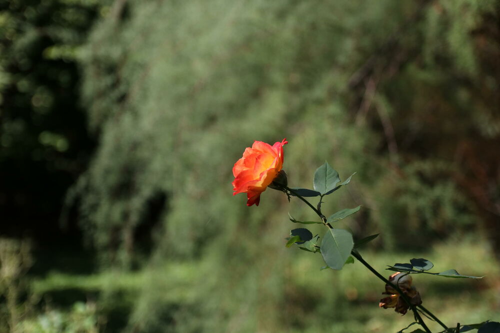 Botanička bašta, Bašta, Cvet, palma