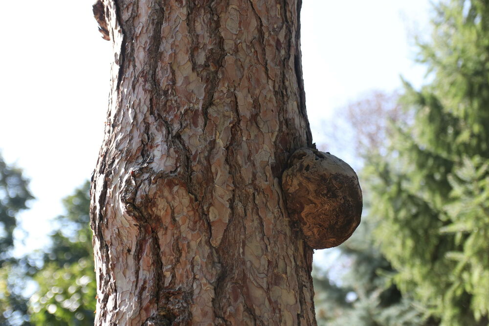 Botanička bašta, Bašta, Cvet, palma