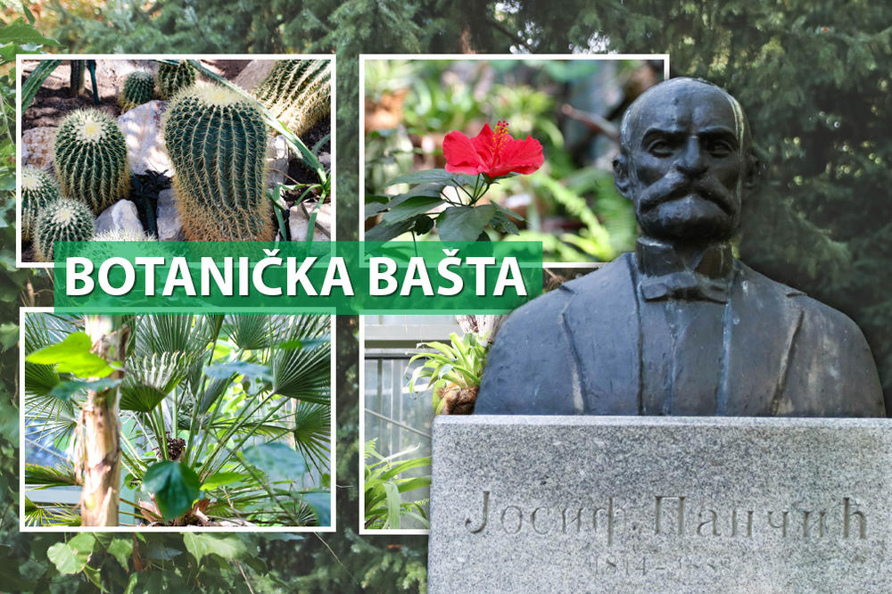 10 ZANIMLJIVOSTI O BOTANIČKOJ BAŠTI! Kaktus koji se stalno zaliva, drvo koje tone i čaj u očaravajućoj prirodi!