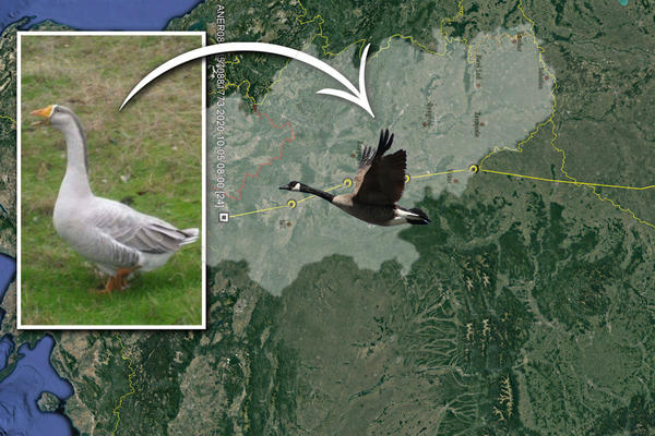 GOSPODIN PLAVI JE NAKON 12 SATI NEPREKIDNOG LETENJA PROŠAO KROZ SRBIJU: Pošao je iz Mađarske, a ovo mu je CILJ!