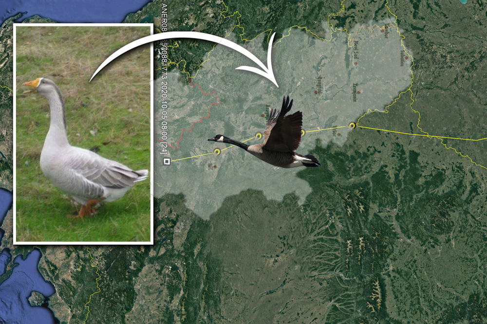 GOSPODIN PLAVI JE NAKON 12 SATI NEPREKIDNOG LETENJA PROŠAO KROZ SRBIJU: Pošao je iz Mađarske, a ovo mu je CILJ!