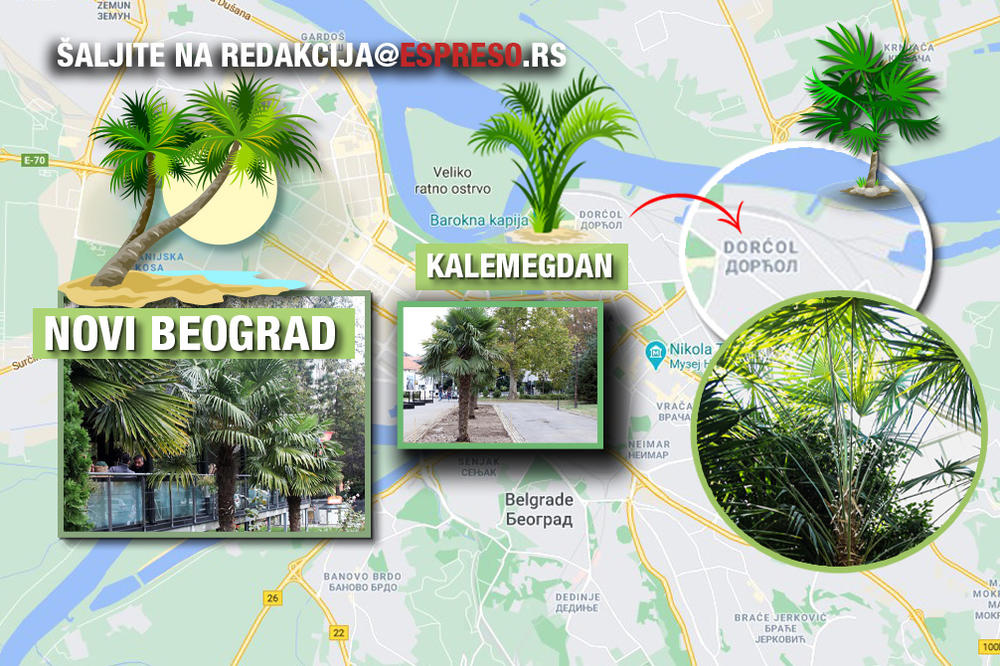 AKCIJA ESPRESA, PRIJAVITE PALMU! Pronašli smo ovo tropsko drvo na 3 lokacije, javite nam gde ih još ima, DOLAZIMO!