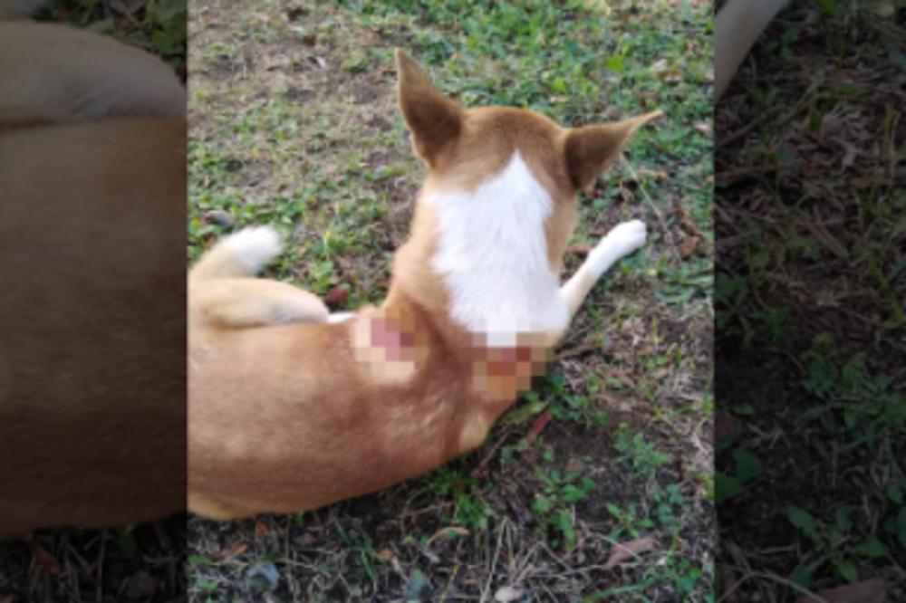 SLOBODAN JE NAŠAO SVOG PSA PROBODENOG STRELOM! Stravična scena u mestu kod Fruške Gore (FOTO)