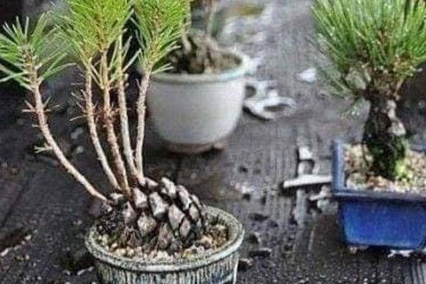 KAKO DA ODNEGUJETE SADNICU ČETINARA U SVOJOJ SOBI - U pet jednostavnih koraka