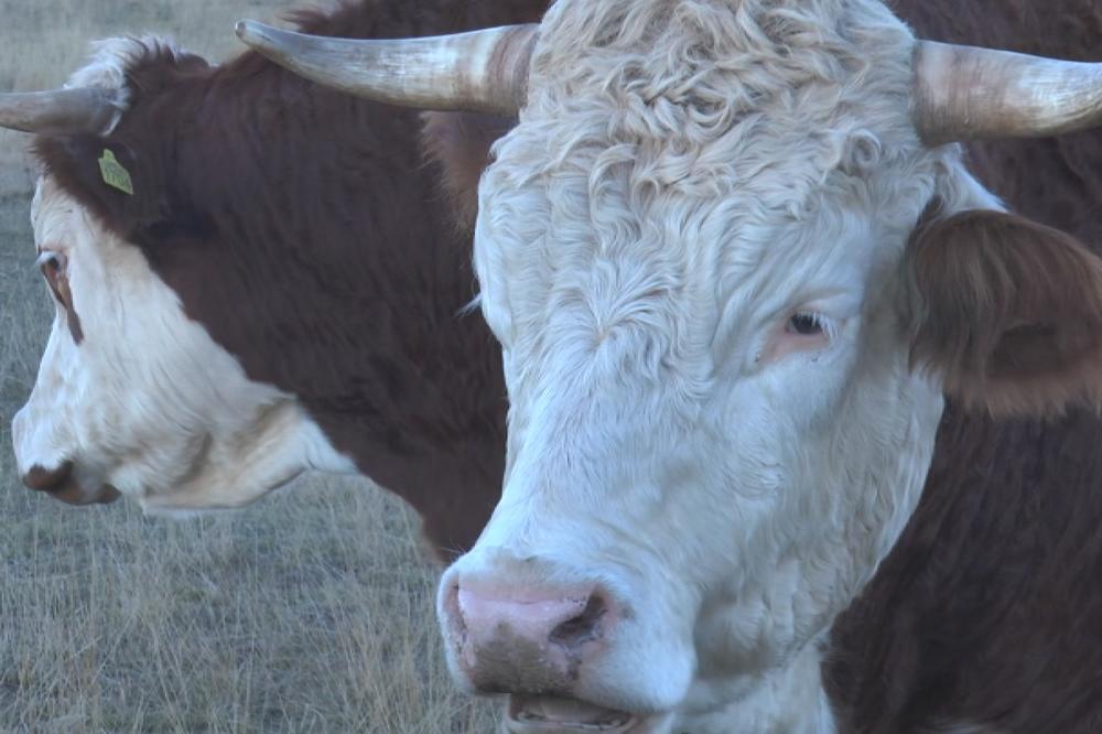 UŽASAN PRIZOR KOD IVANJICE: Grom ubio dve junice i bika, krave bežale po livadi! (UZNEMIRUJUĆ VIDEO)
