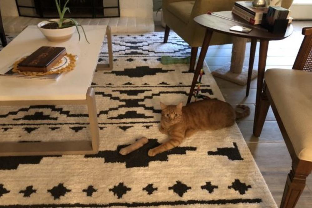 ŽENA JE UŠLA U DNEVNU SOBU I UGLEDALA OVU HOROR SCENU: Umalo nije doživela SRČANI UDAR! (FOTO)