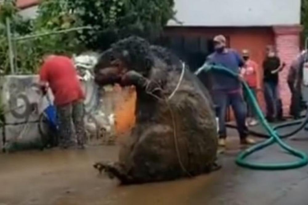 IZ KANALIZACIJE IZVUČEN PACOV VELIČINE AUTOMOBILA: Evo šta se krije iza snimka koji je obišao svet (VIDEO)