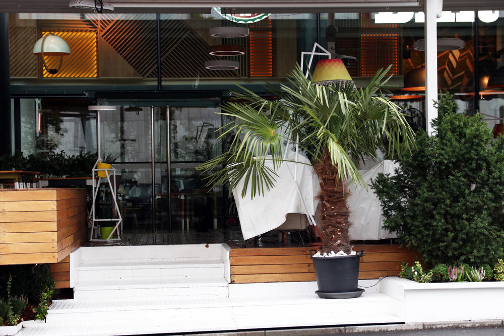 Palma ispred kafića