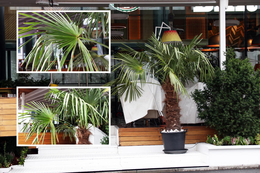 PRONAŠLI SMO JOŠ JEDNU PALMU U BEOGRADU! Nikada ne biste pogodili gde se krila, a svakodnevno prolazite ovuda!